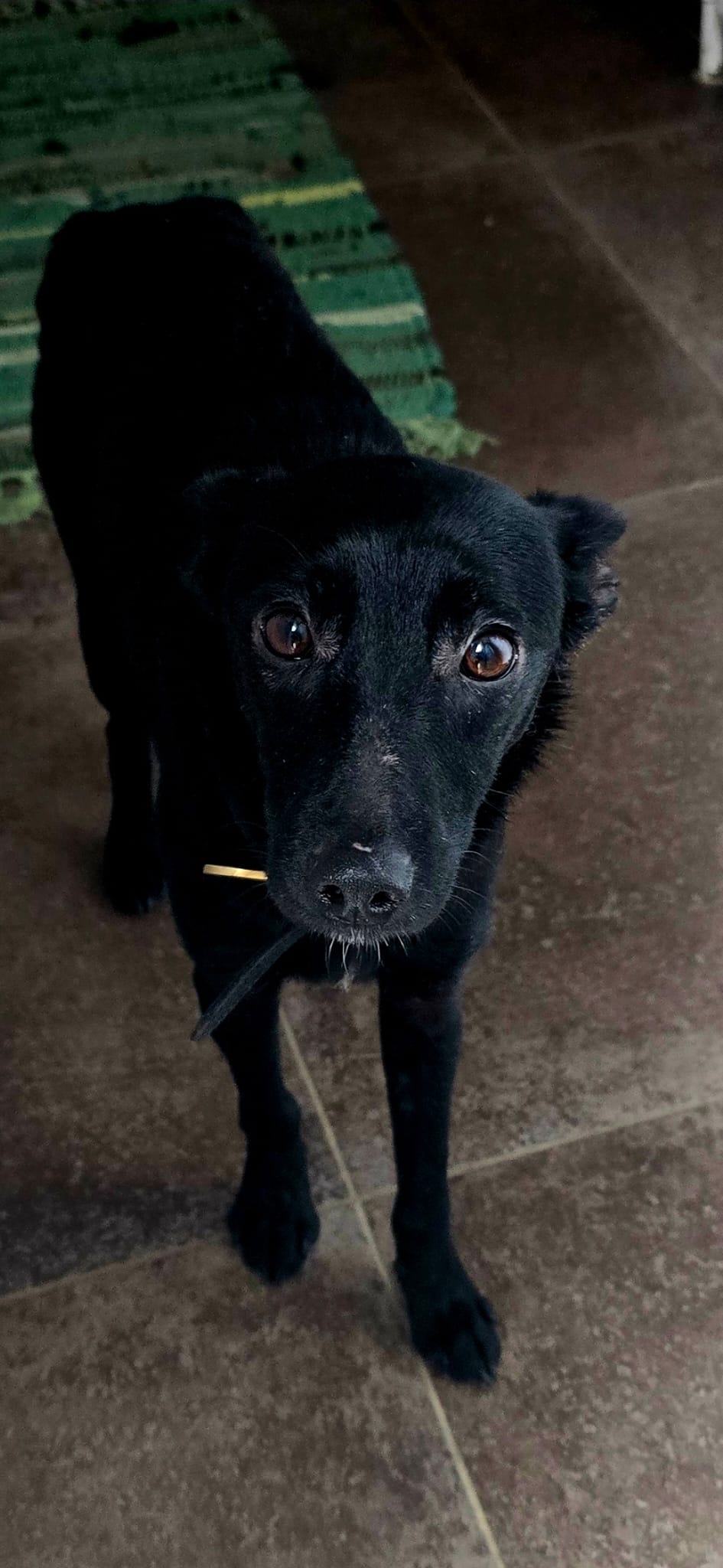 Chiens à adopter